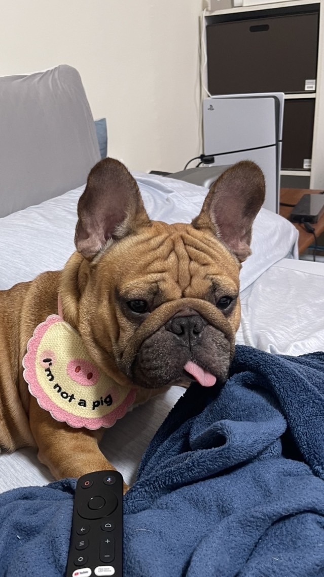 阿吉歪舌宇宙們🐶
