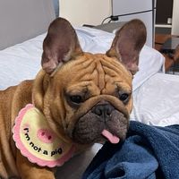 阿吉歪舌宇宙們🐶
