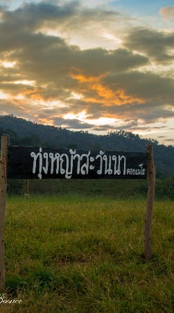 กางเต็นท์ดอยแม่โถ ทุ่งหญ้าสะวันนากัน