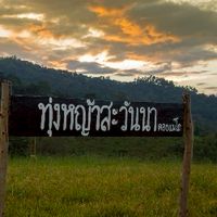 กางเต็นท์ดอยแม่โถ ทุ่งหญ้าสะวันนากัน