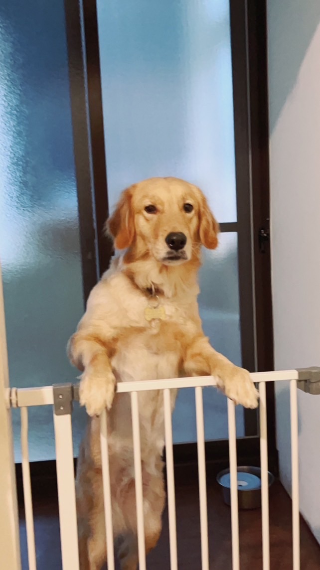 皮姊動物溝通🐶