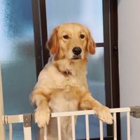 皮姊動物溝通🐶