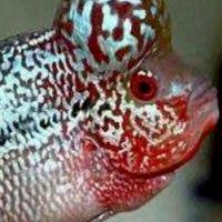 千意樂水族討論群