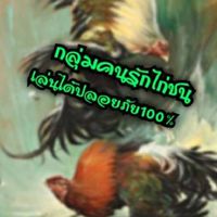 🐓🐓เรื่องของไก่ชน🐓🐓