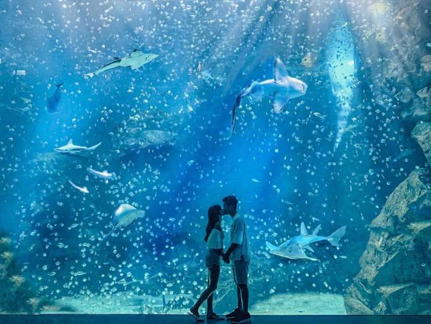 桃園青埔Xpark水族館 _福爾摩沙