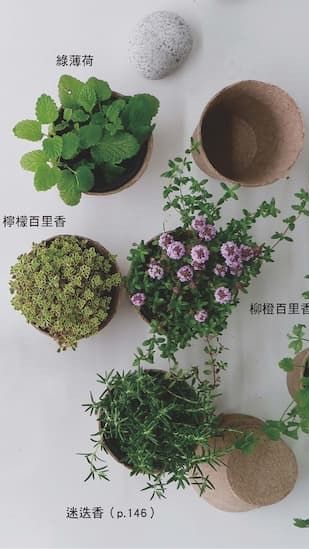 Tilly植感生活✖️精油療癒