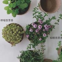Tilly植感生活✖️精油療癒