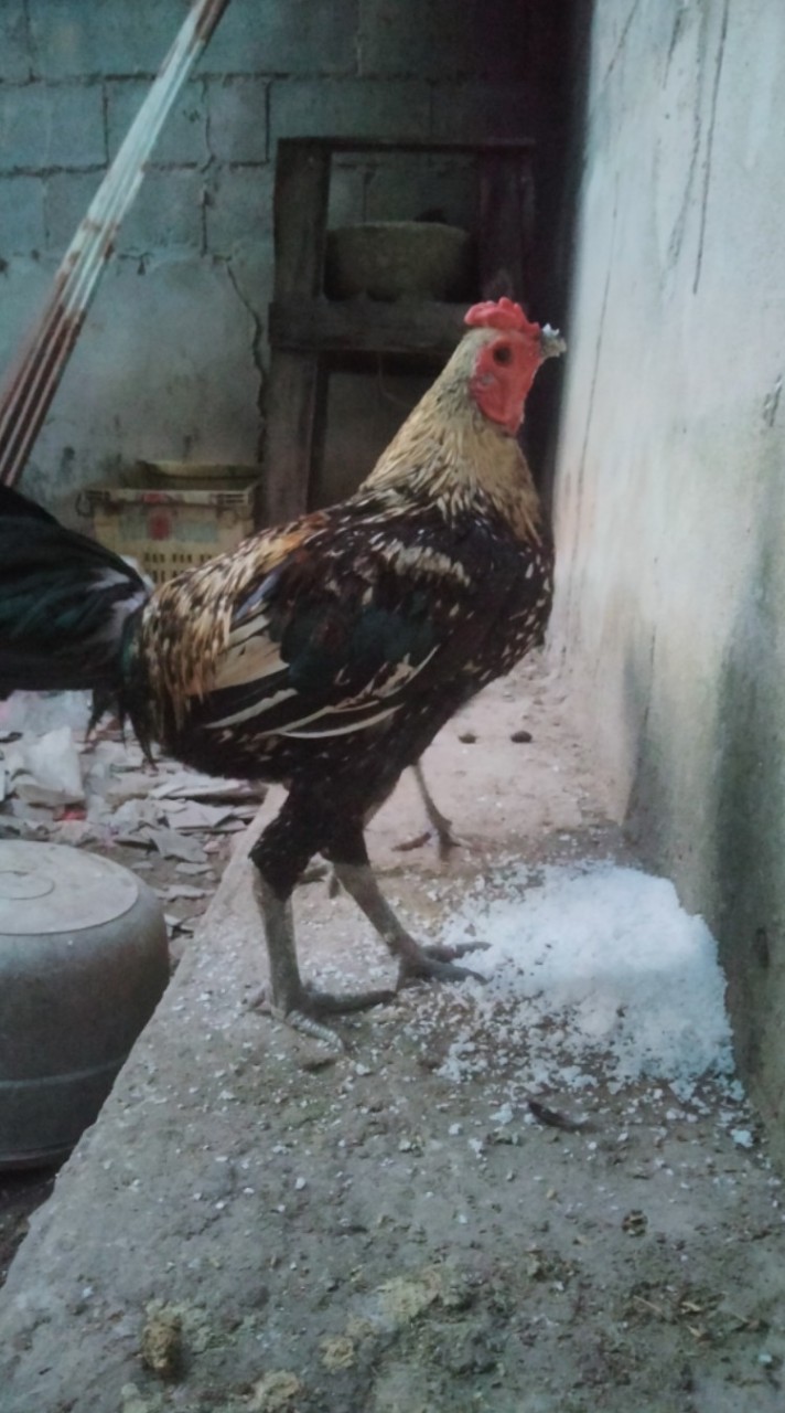 ซุ้ม บังแอ ไก่ชนพม่าเปรู