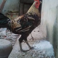 ซุ้ม บังแอ ไก่ชนพม่าเปรู