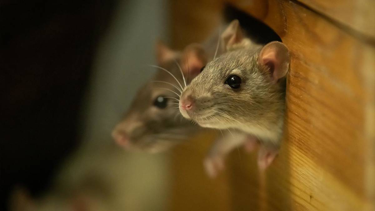 .ฝันเห็นหนู ทำนายฝันแม่นๆ จะได้โชคหรือไม่ ตีความหมายพร้อมเลขเด็ด.