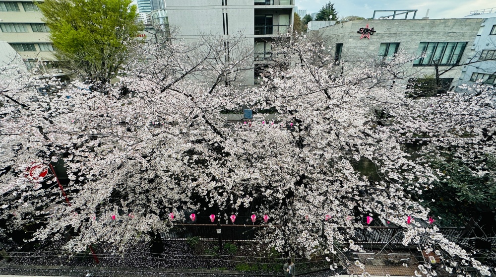 中目黑星巴克看櫻花