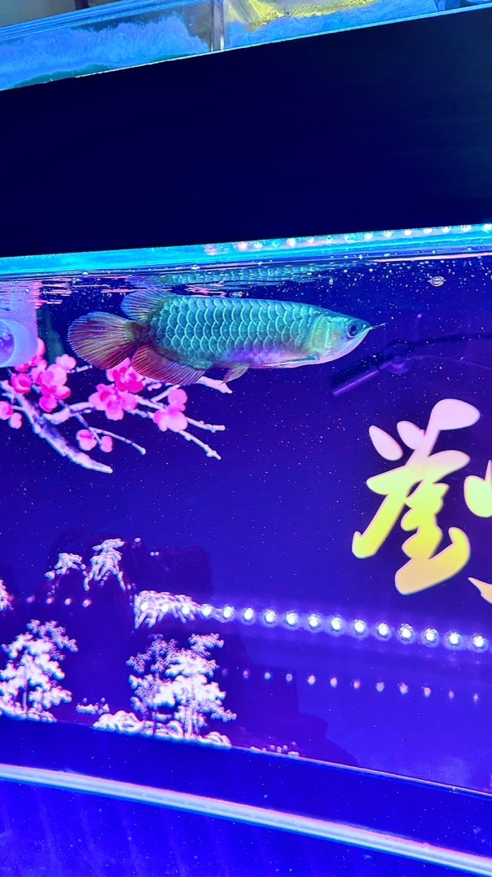 以魚會友