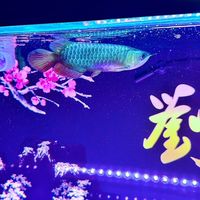 以魚會友