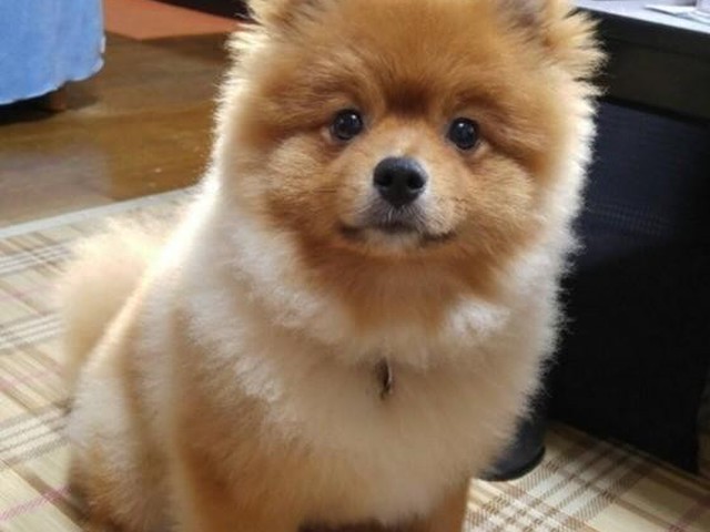 大きさは重要：大型犬は小型犬よりも早く老化する