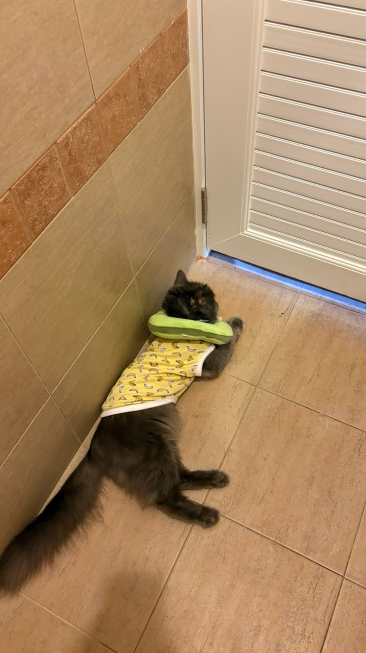 พรีเด้อKanombannmee🐱