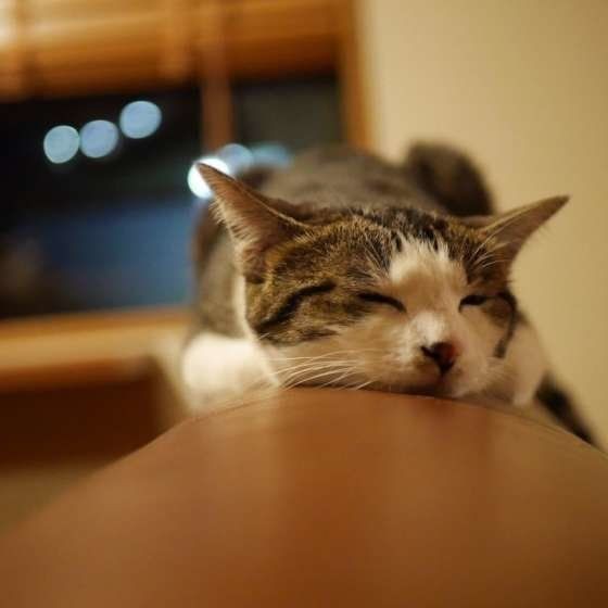 初心者でも簡単 手編みの ニャンモック が密かなブーム