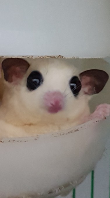 Sugar Glider Lovers OpenChat