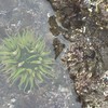 死滅回遊魚、クラゲ、 深海魚採集 仲間募集 魚採集 ガサガ サ