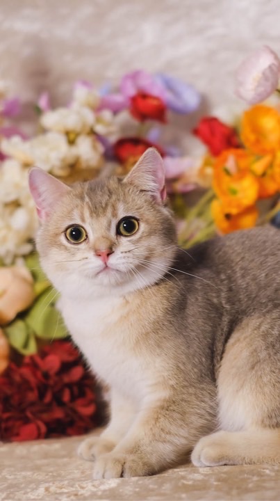 Chubby cat