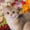 Chubby cat