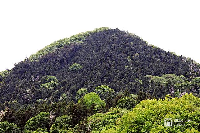 東京鐵男見聞 日本春天的季節病 惱人的花粉症怎麼來的 上報 生活