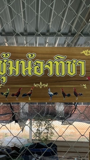 ซุ้ม น้องทิชา สังกัด สองพยัคฆ์ วัยรุ่นหมู่5