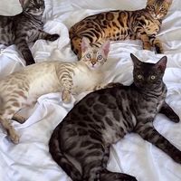Royal Bengal Family⚜️
