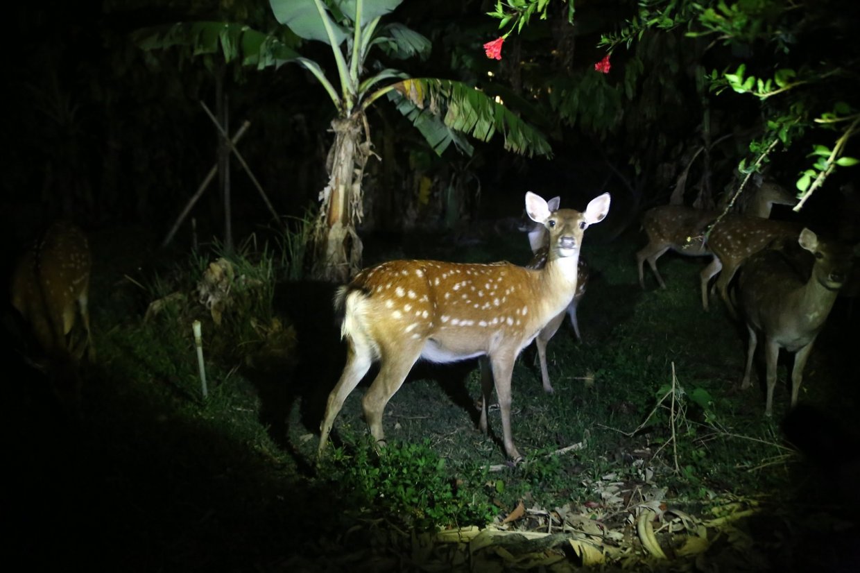 夜貓子走吧！捨不得睡的夜晚，不如來趟有趣又好玩的夜間體驗