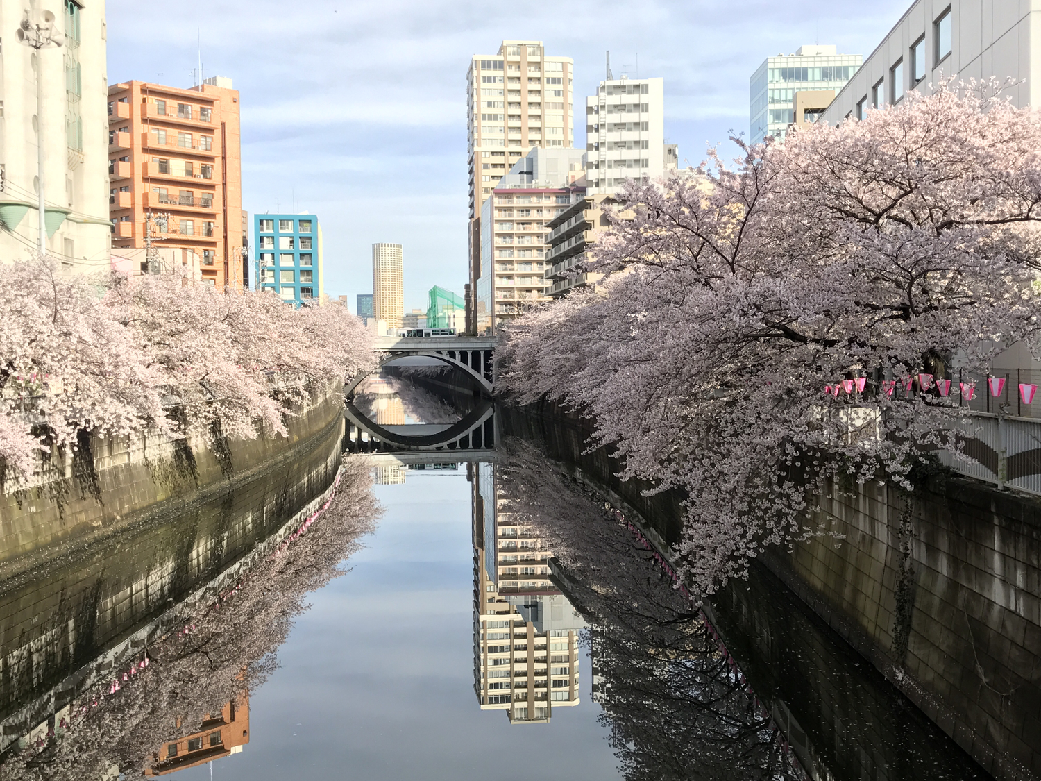 櫻茶是什麼＿日本櫻花季