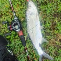 魚海鰱的新密謝夠