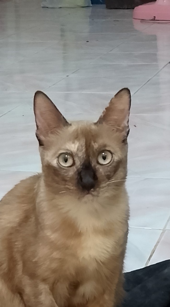 เก็บภาพ
