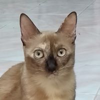 เก็บภาพ