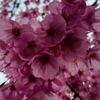 からぴち推し集まれー！からぴち応援団