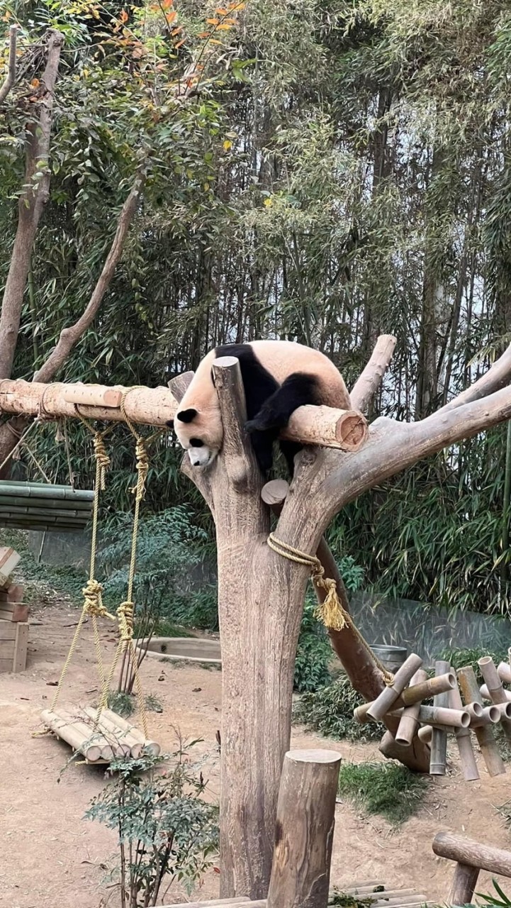 福豬豬宇宙多元