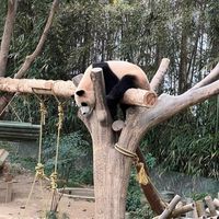 福豬豬宇宙多元