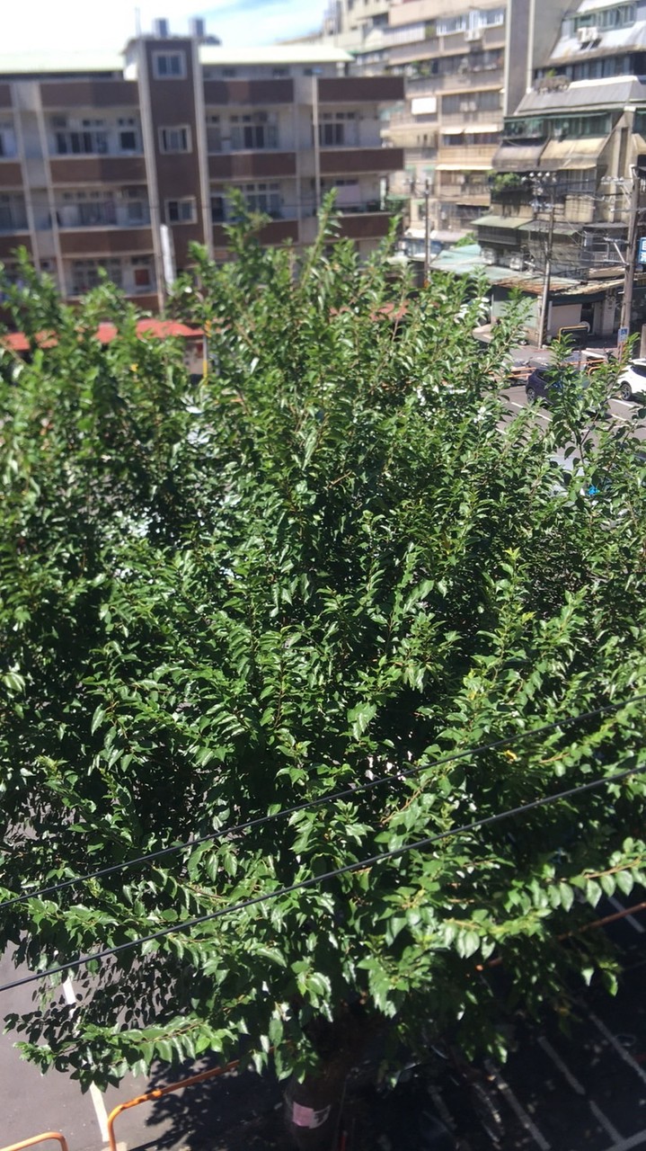 守護我們的老朋友｜警光街10巷老樹