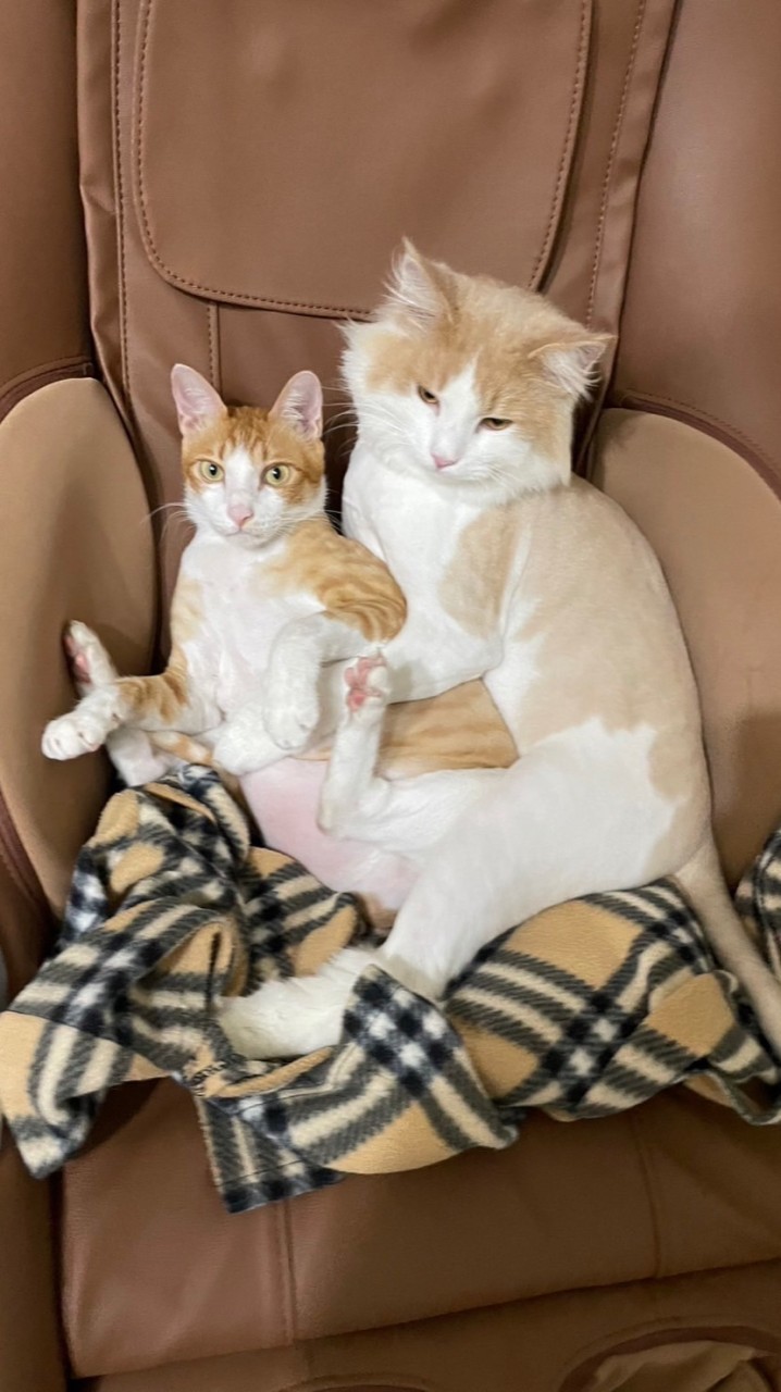 🐶專屬於你和毛小孩的保健🐱