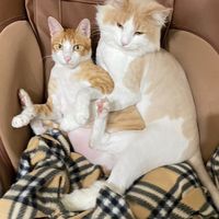 🐶專屬於你和毛小孩的保健🐱