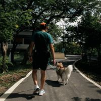 THAILAND CANICROSS EXPERIENCE SS2 - JOG & TROT🏃🔥