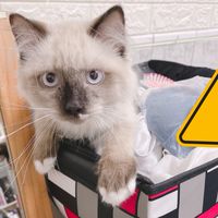 御衣殿跟胖妃團一起