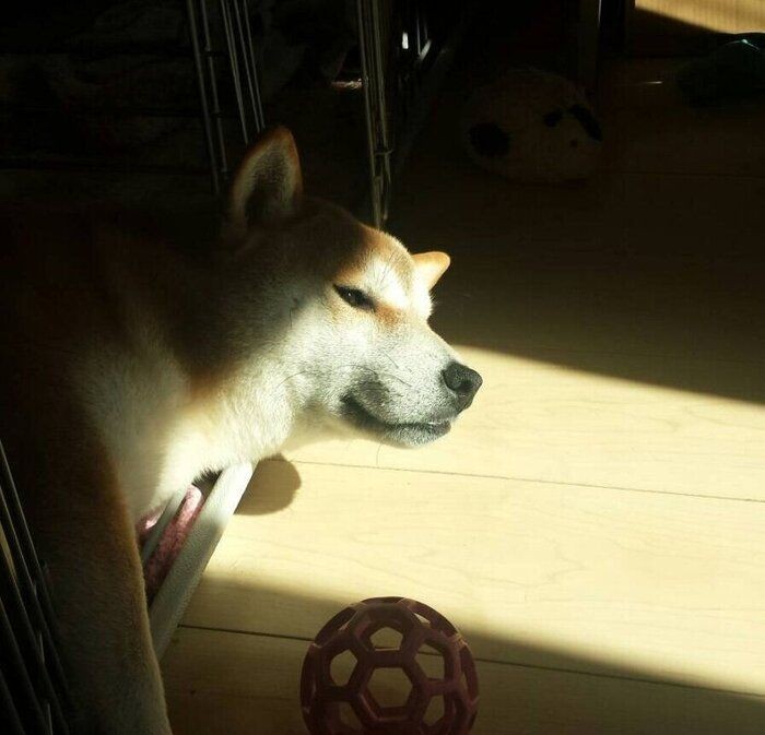 腎不全とどう向き合うか 病気と闘う犬と飼い主さんの思い