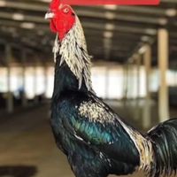 KAIKOSEMFARM PHOTO