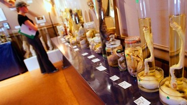 冰島竟然有「生殖器博物館」！全球 10 大奇妙觀光景點