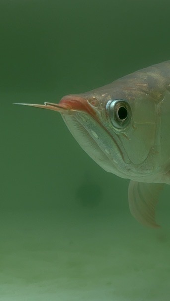 珍龍 龍魚異形福利館