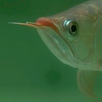 珍龍 龍魚異形福利館