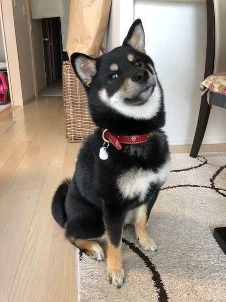 寿命が短い犬種は 大型犬は小型犬より短命な理由も