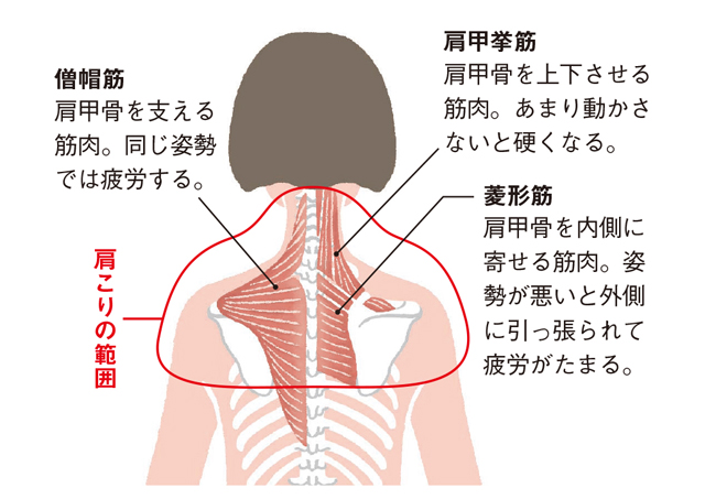 肩こり解消へ 肩甲骨 の周りの筋肉をほぐす 肩ほぐし のススメ