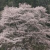 集まれ秋田県民の森