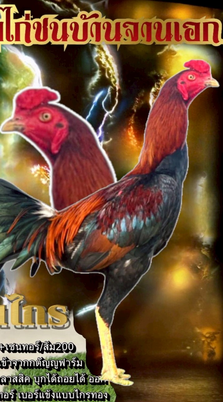 ไก่ชนบ้านจานเอก