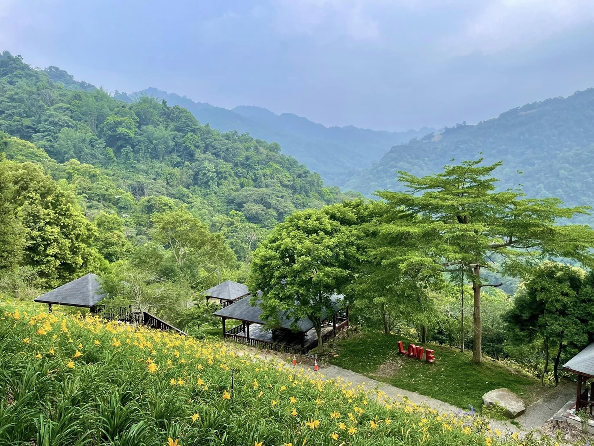 金黃花海攻占全台！５處金針花祕境：多達10萬株、北部最大、衝彰化免費拍爆